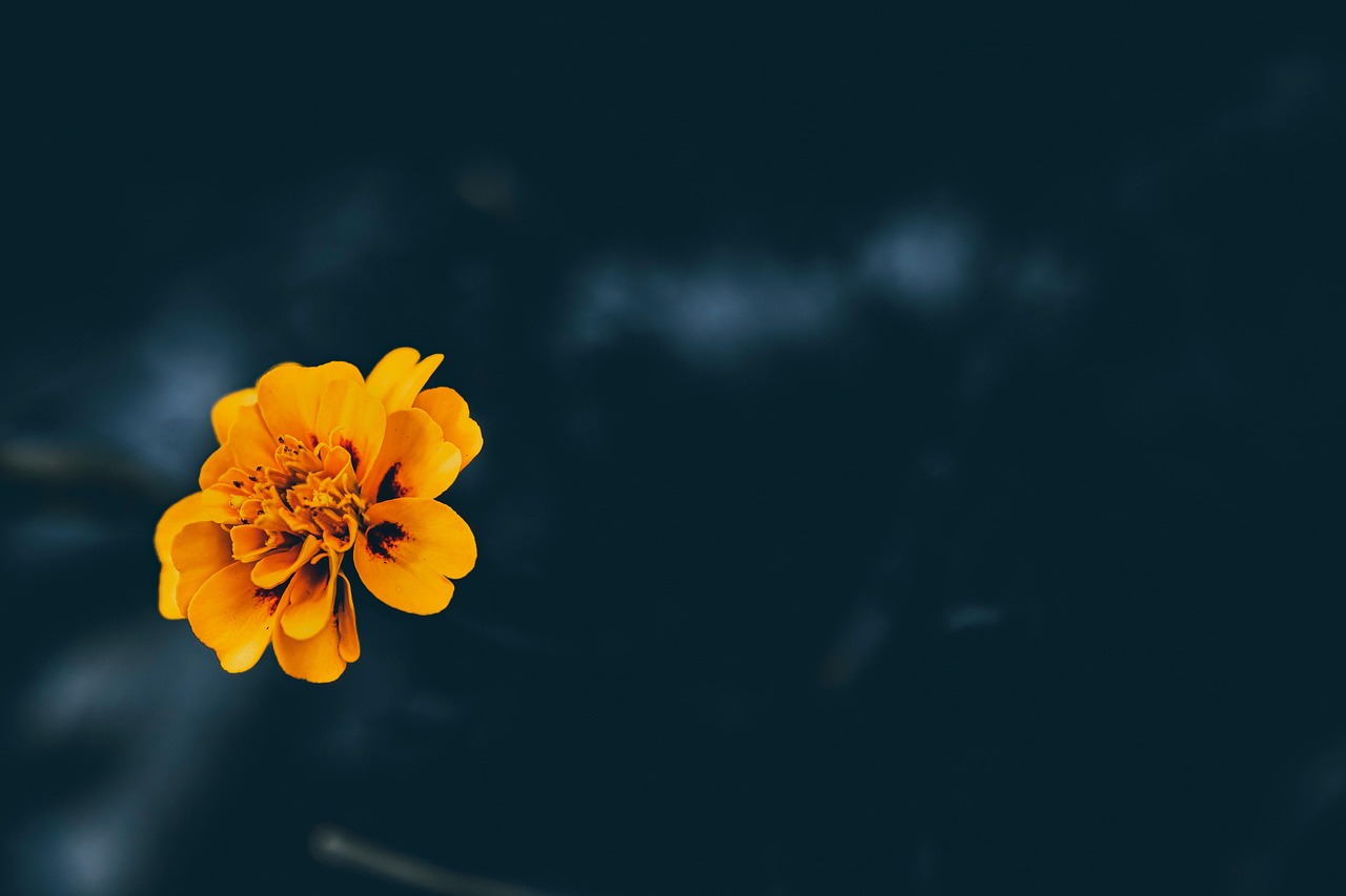 French Marigold - free online jigsaw puzzle photo