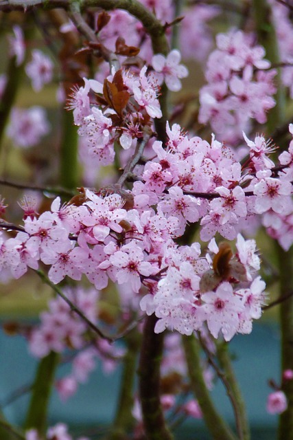 Free Nature Pink photo and picture