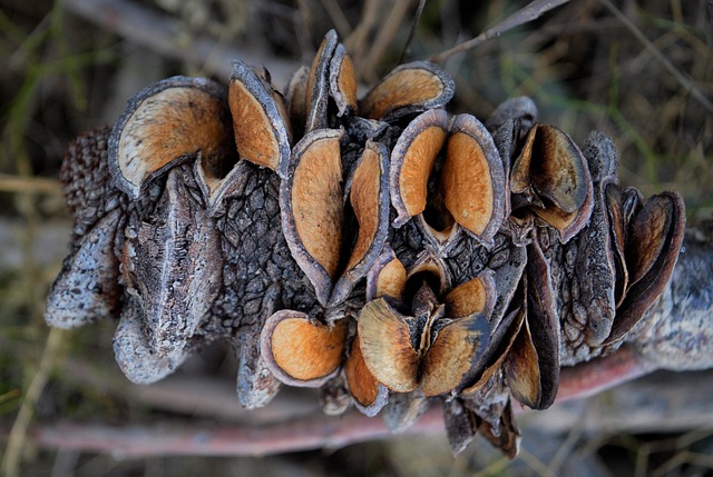 Banksia Pods Western Australia - Free photo on Pixabay