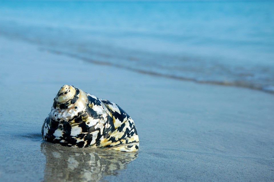 Shell Inbrhebsea Shell Ocean Sea - Free photo on Pixabay - Pixabay