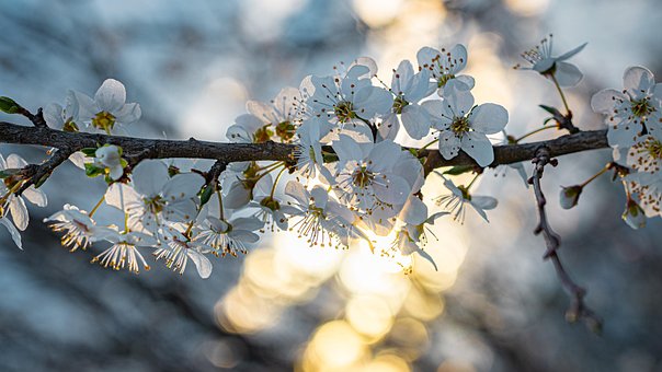 Free Flowers Cherry Flower photo and picture
