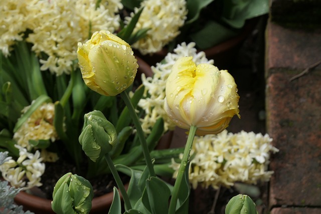Free Flowers Tulips photo and picture
