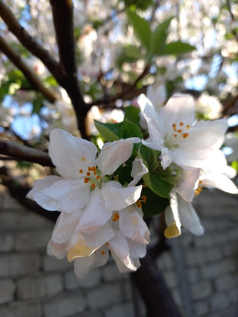 Free Blooming Apple Spring Flowers photo and picture
