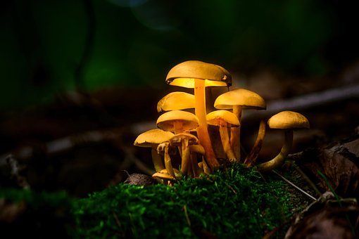 Paddestoelen, Schimmel, Schimmels, Mos