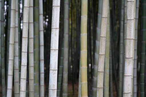 Bambus Grner Wald - Kostenloses Foto auf Pixabay