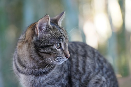 Gato, Preto, Gatinha, Bicho De Estimação