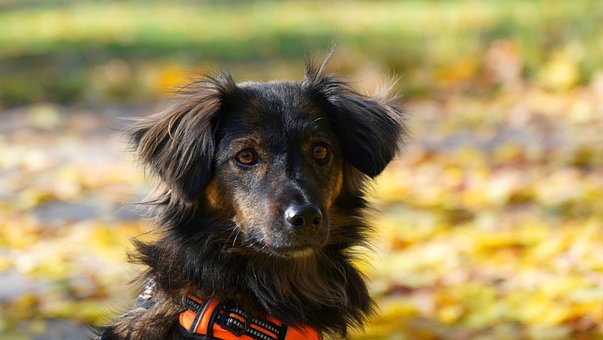 Cachorro, Filhote De Cachorro, Canino