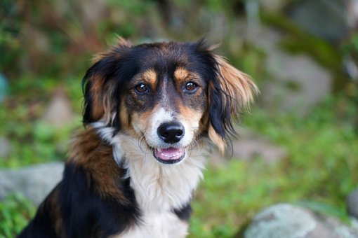 Cachorro, Filhote De Cachorro, Canino