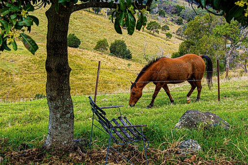 Caballo, Animal, Hierba, Naturaleza