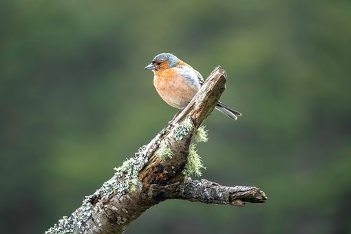 Free Bird Nature photo and picture