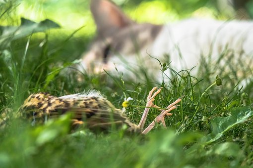 Free Cat Animal illustration and picture