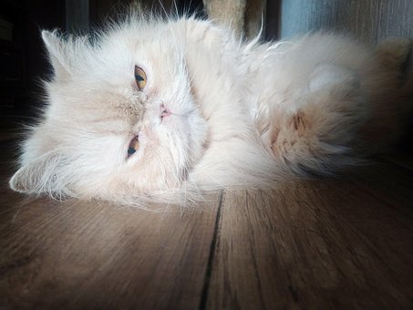 Free Cat Thoroughbred photo and picture