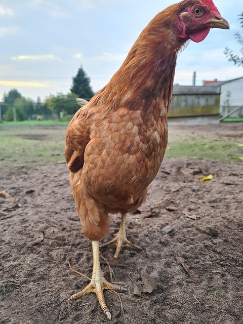 Free Chicken Farm Yard photo and picture