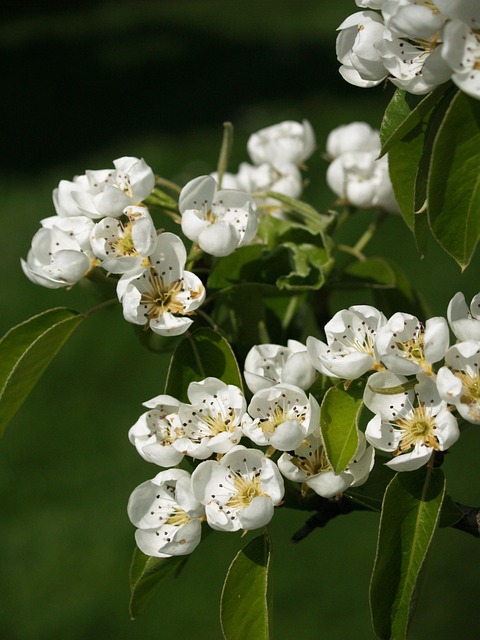 Free Blooms In Court photo and picture