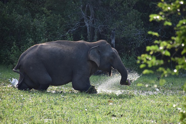 Free Elephant Sri Lanka photo and picture