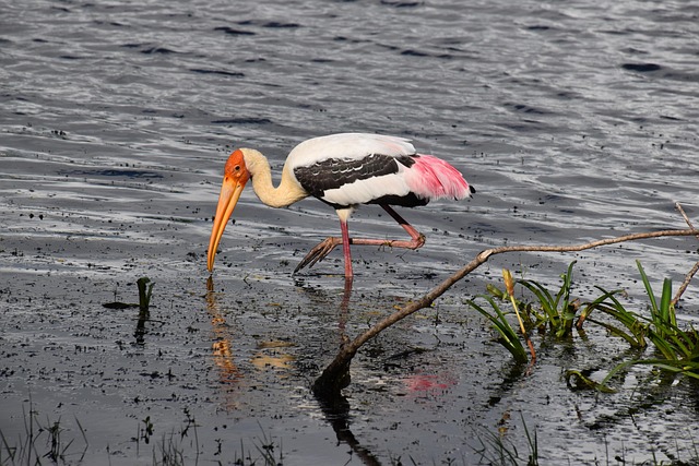 Free Stork Sri Lanka photo and picture