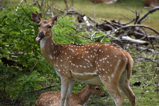 Free Deer Sika ai generated image and illustration