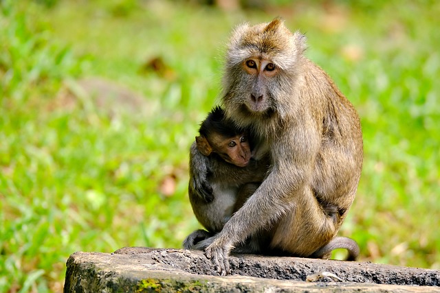 Free animal family monkey illustration