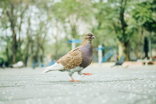Free Bird Nature photo and picture