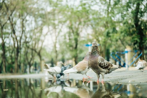 Free Bird Natue photo and picture