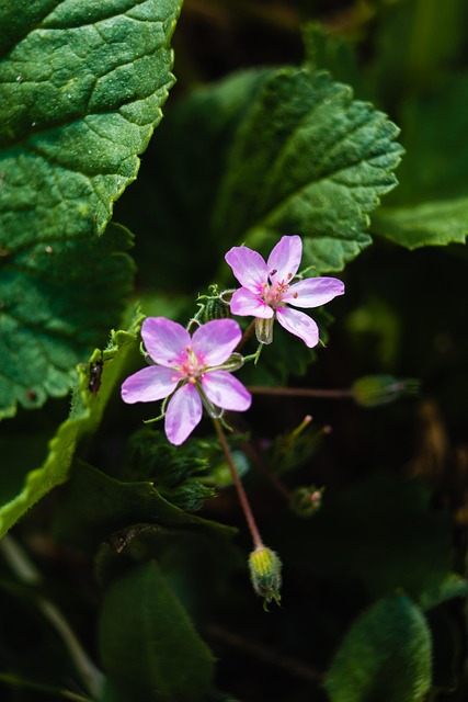 Free Flower Plant photo and picture
