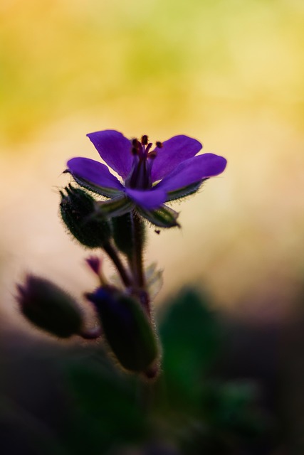 Free Nature Flower photo and picture