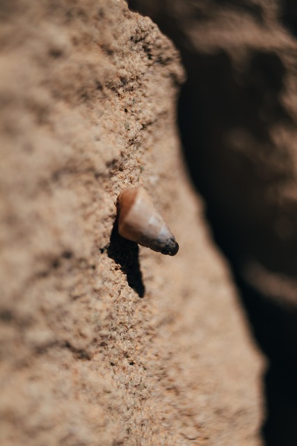 Free Shell Snail photo and picture