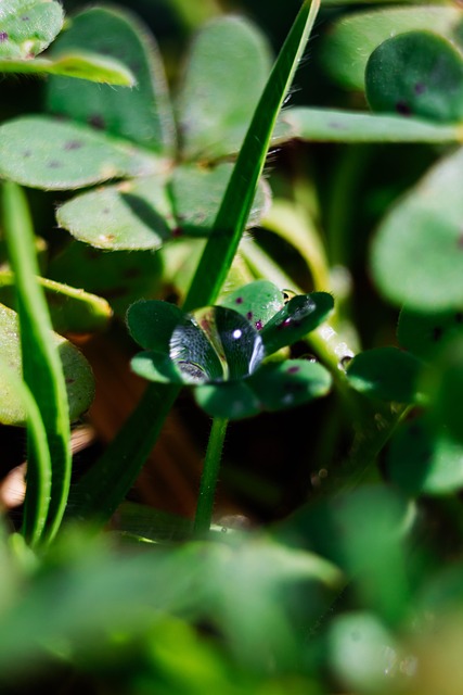 Free Water Drop Clover photo and picture