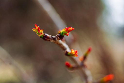Free Red Tree photo and picture