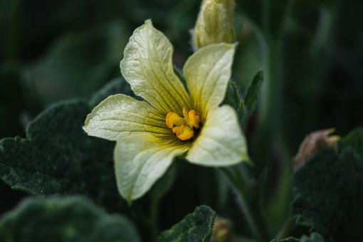Free Spring Plant photo and picture
