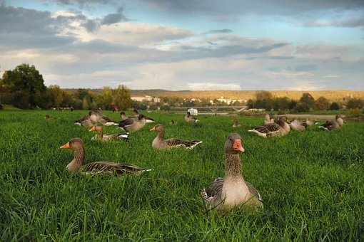 Vögel, Gänse, Wildgans, Wasservogel