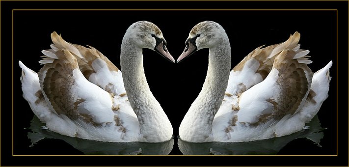Free Mute Swans Swans illustration and picture
