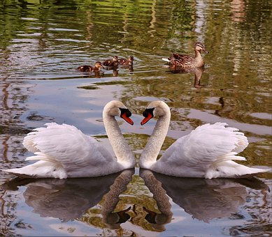 Free Swans Birds photo and picture