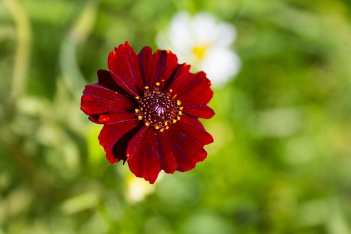 Blomst, Plante, Forår, Have, Natur
