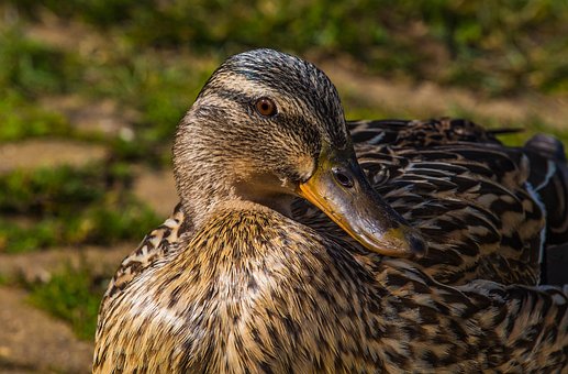 Free Duck Bird photo and picture