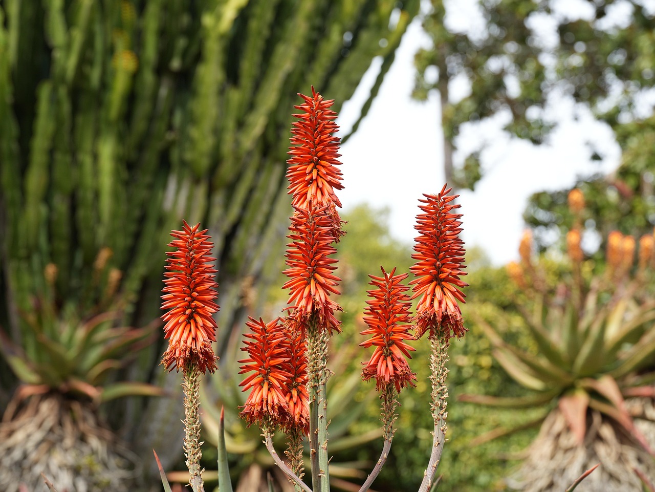 Fleurs Rouges Des Patriotes Fleur Rouge Fleurir - Photo gratuite sur Pixabay - Pixabay