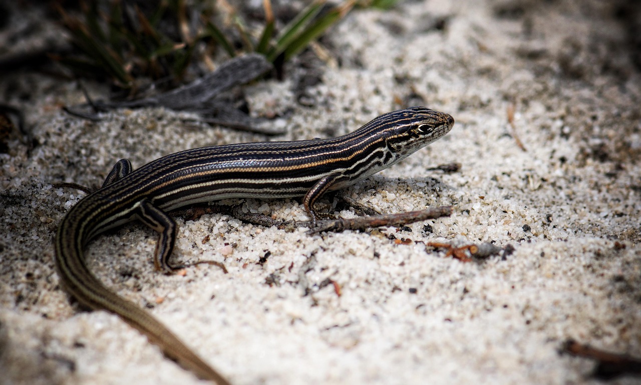 Lizard - free online jigsaw puzzle photo