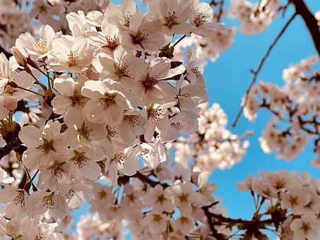 Bloemen, Kersenboom, Japan, Natuurlijke
