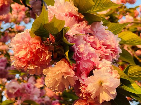 Kersenboom, Bloemen, Natuurlijke, Japan