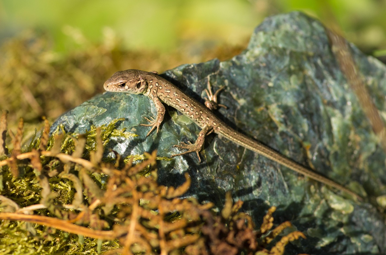 Lizard Reptile Rock Free photo on Pixabay Pixabay