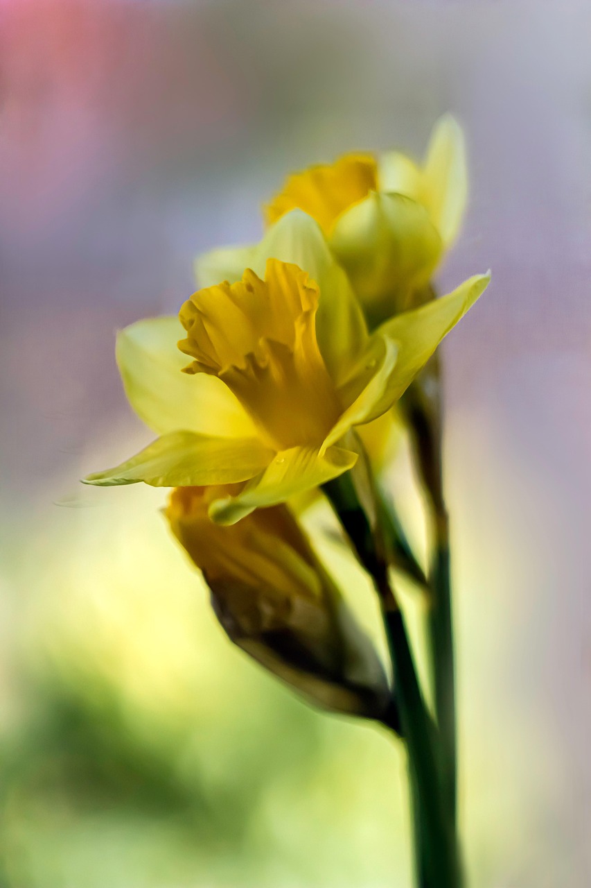 3 000 Free Daffodils Nature Images Pixabay
