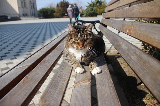 Free Cat Kitty photo and picture