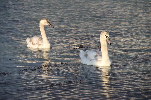 Free Swans Young Swans photo and picture