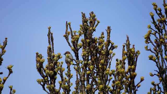 Burung, Burung Gereja, Sperling