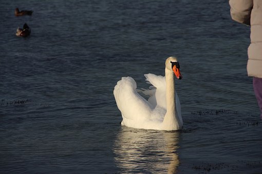 Free Swan Bird photo and picture