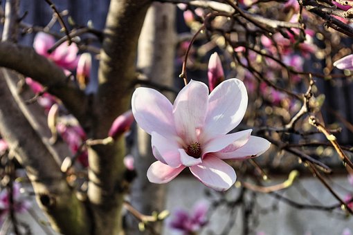 Free Flower Magnolia photo and picture