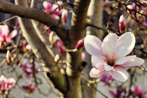 Free Flower Magnolia photo and picture