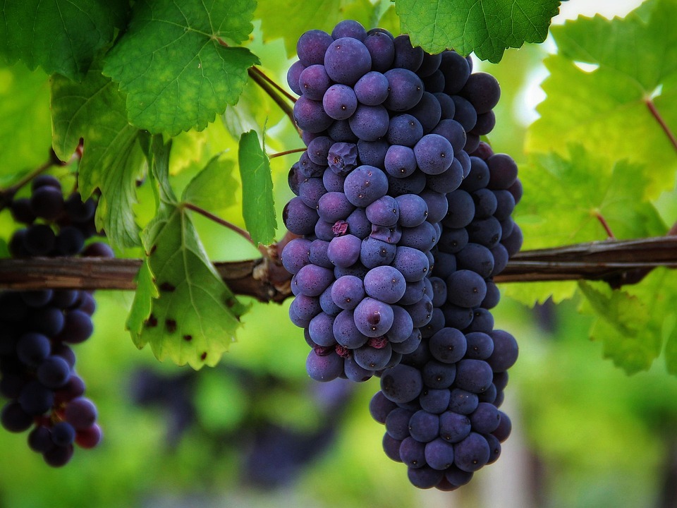 Grapes Fruit Food Free Photo On Pixabay