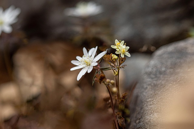 Free Flower Forest photo and picture