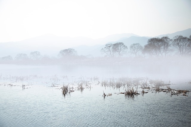 Free Fog Tree photo and picture